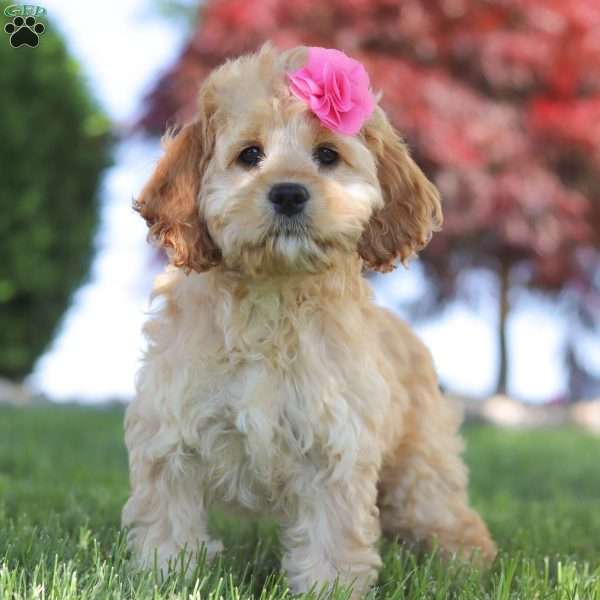 Everest, Cockapoo Puppy